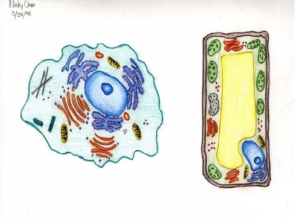 Модель растительной клетки 5 класс биология