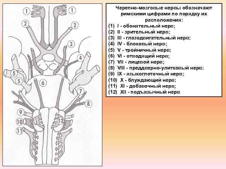 Названия черепных нервов. 12 Пар черепных нервов схема. 12 Черепно мозговых нервов анатомия. Схема 12 пар ЧМН. 1-12 Черепно мозговые нервы.