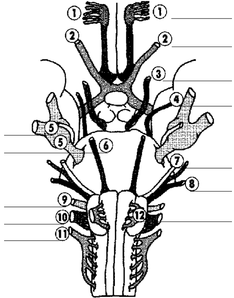 12 Пар черепных нервов схема