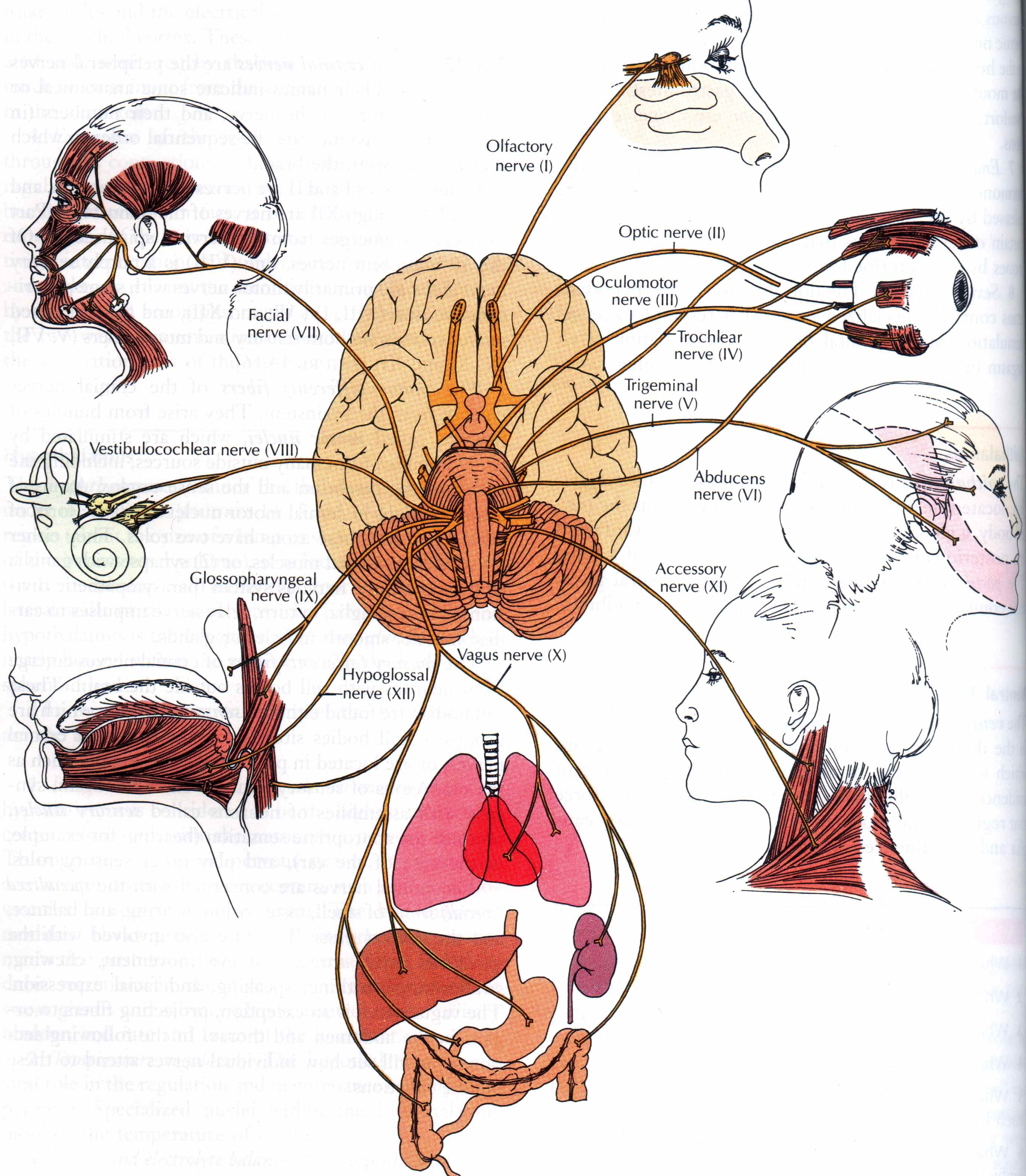 Структура черепно мозговых нервов. 12 Черепно мозговых нервов анатомия. 12 Пар черепных нервов анатомия головного мозга. 12 Пар черепных нервов схема. 12 Пар ЧМН анатомия.