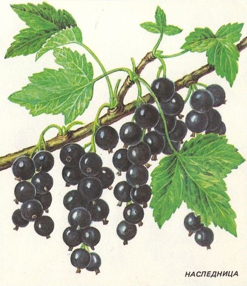 Куст смородины акварелью