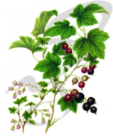 Смородина для детей