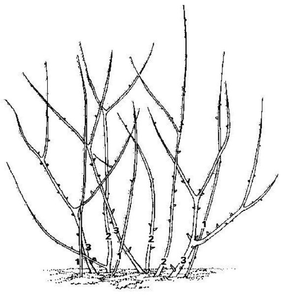 Кустарник смородина для дошкольников