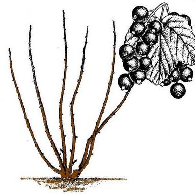 Смородина куст