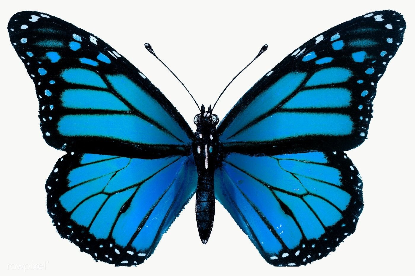 Сине белая бабочка