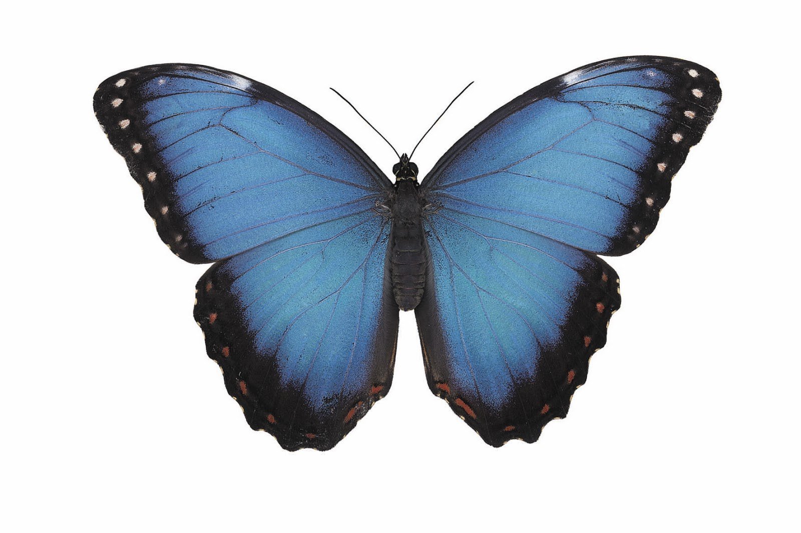 Бабочка голубянка на белом фоне