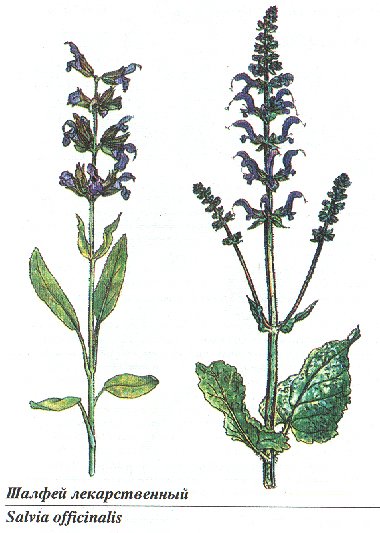 Сальвия оффициналис