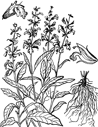 Шалфей полевой Луговой