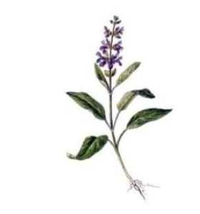 Фаскомило Критский шалфей