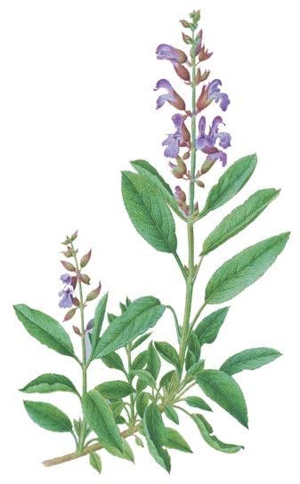 Шалфей Фармакогнозия