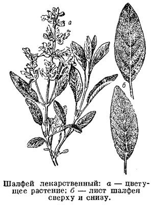 Шалфей лекарственный Фармсправка