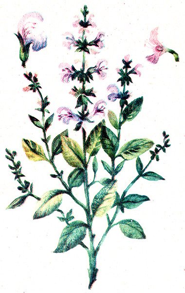 Шалфей рисунок