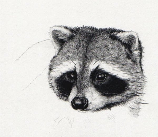 Енот рисовать