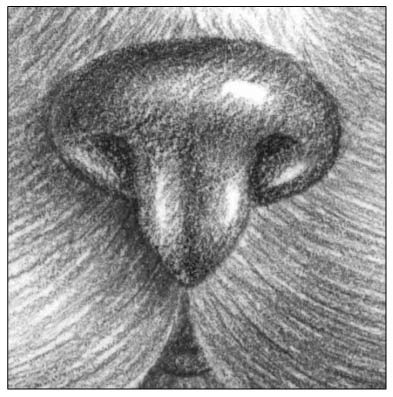 Кошачий нос карандашом