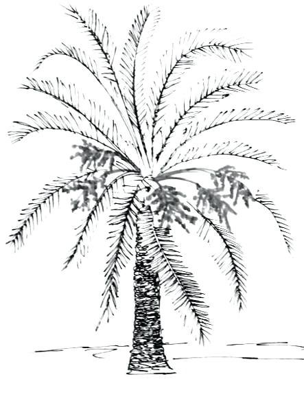 Финиковая Пальма раскраска