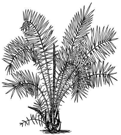 Финиковая Пальма лист Графика