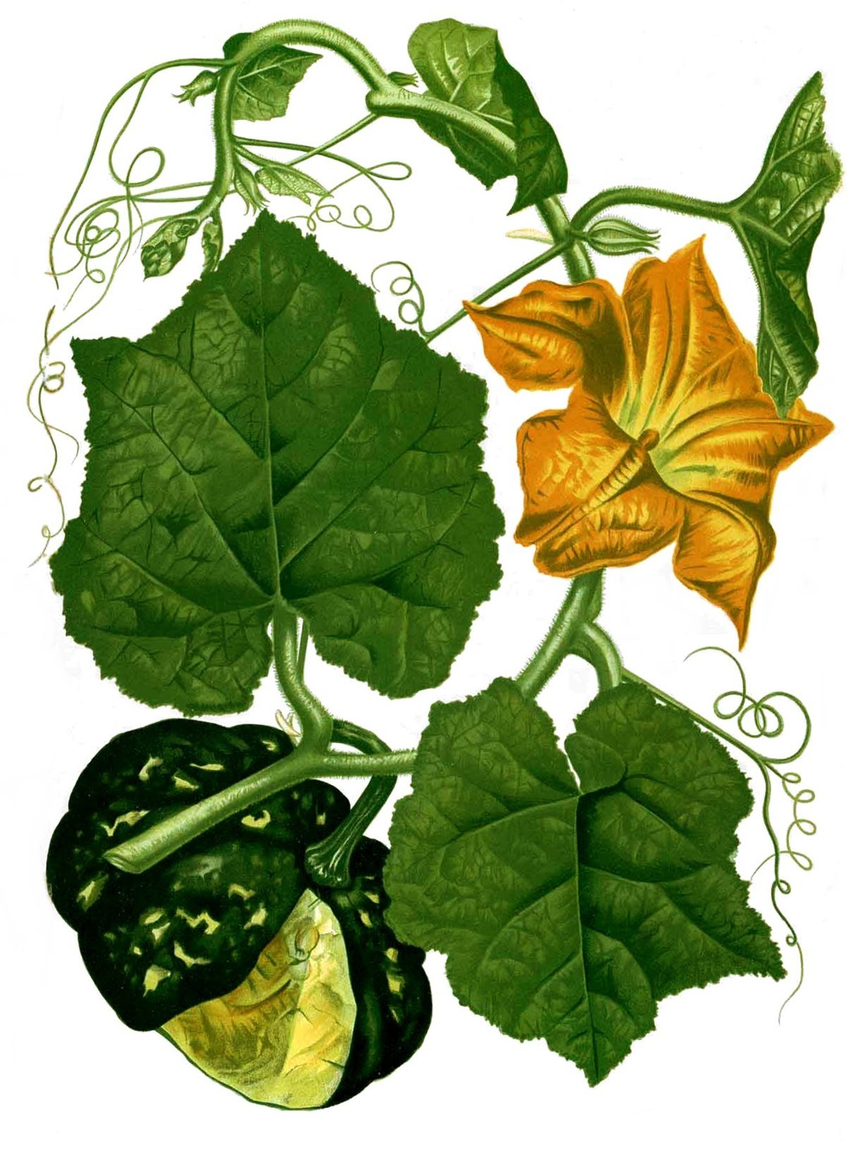 Растение огурца рисунок - 89 фото