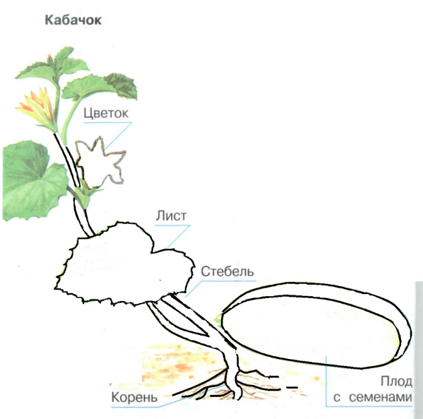 Части растений раскраска