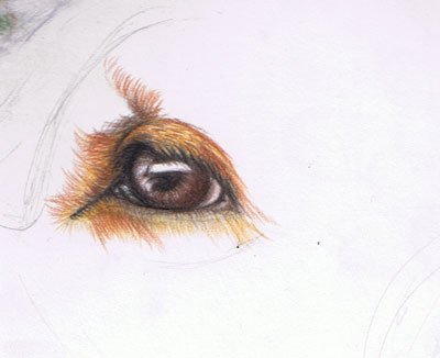 Собачьи глаза карандашом