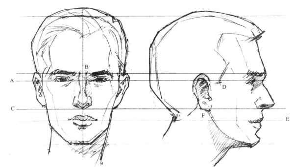 Пропорции головы человека анфас и профиль