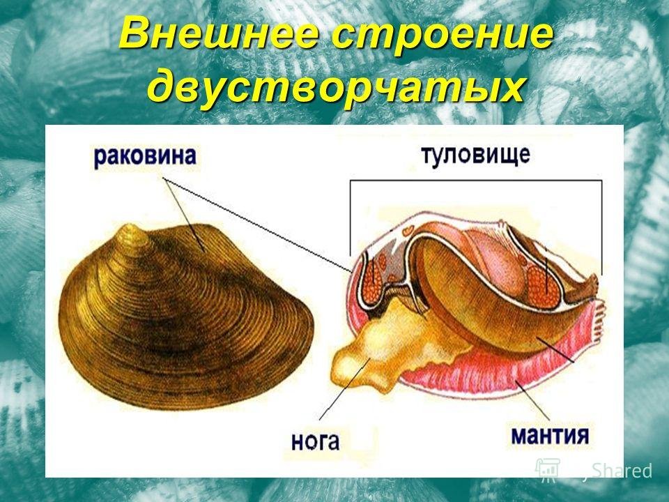 Тело моллюска заключено в. Класс двустворчатые беззубка. Двустворчатые моллюски мидии. Двустворчатые моллюски строение. Строение строение двустворчатого моллюска.