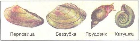 Беззубка моллюск строение раковины