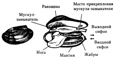 Моллюски двустворчатые рисунок (49 фото)