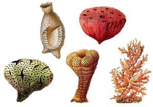 Бесполое размножение губок