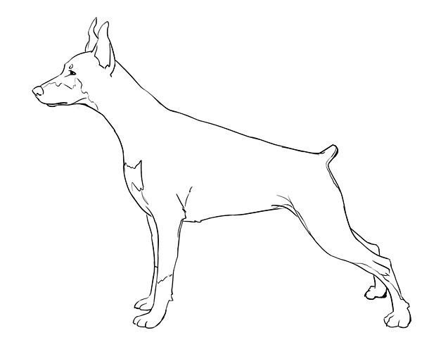 Стандарт FCI Сибирский хаски