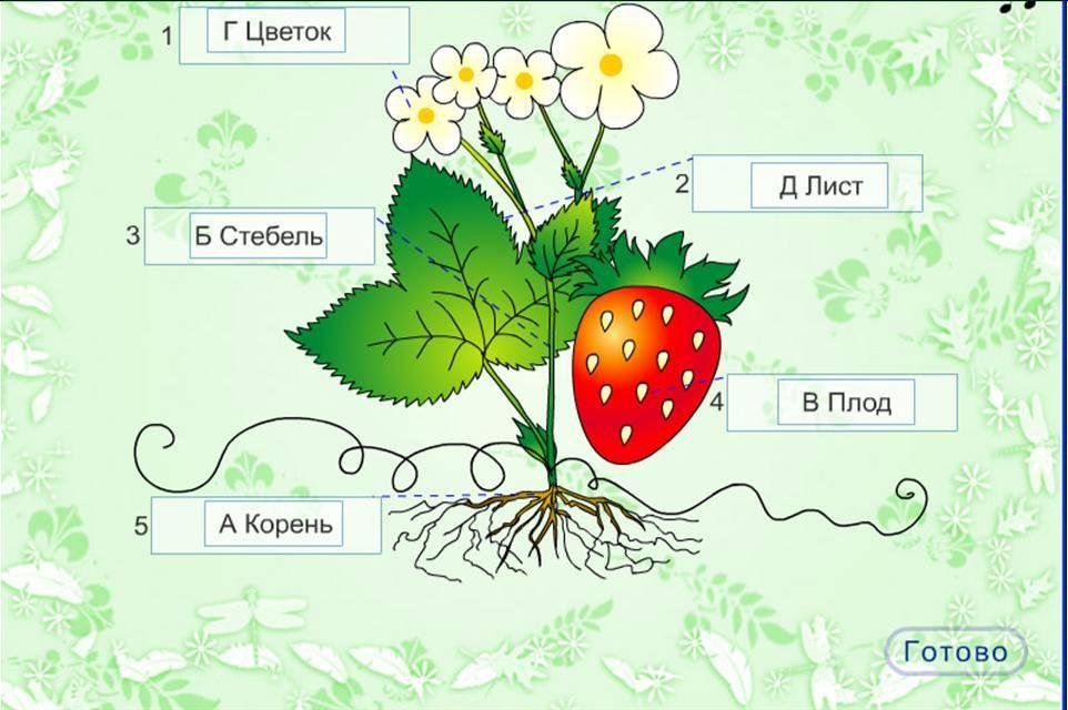 Ягода части слова. Части растения. Части растений задания. Части растений для дошкольников. Иллюстрации с изображением частей растений.