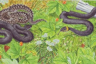 Иллюстрация к рассказу гадюка