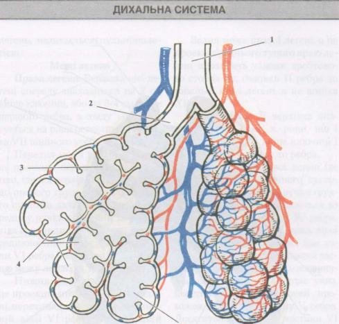 Ацинус легкого рисунок анатомия