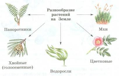 Многообразие растительного мира схема