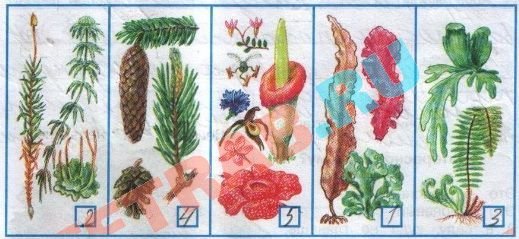 Рисунок на тему разнообразие растений