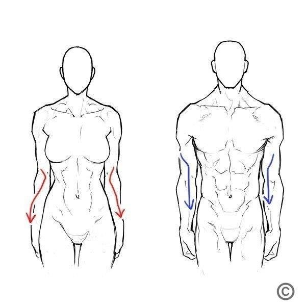 Мужское тело для рисования
