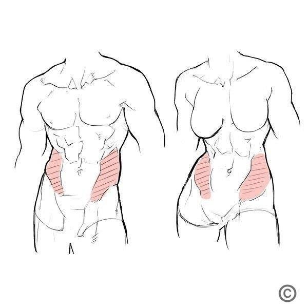 Анатомия торса мужчины