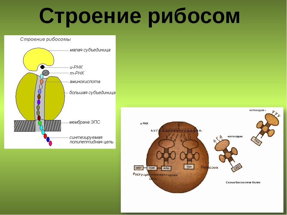 Клетка бактерий рибосомы. Схема рибосомы клетки. Рибосомы строение и функции рисунок. Строение рибосом биохимия. Структура рибосомы схема.