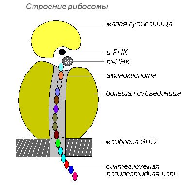 Клеточная структура рибосомы