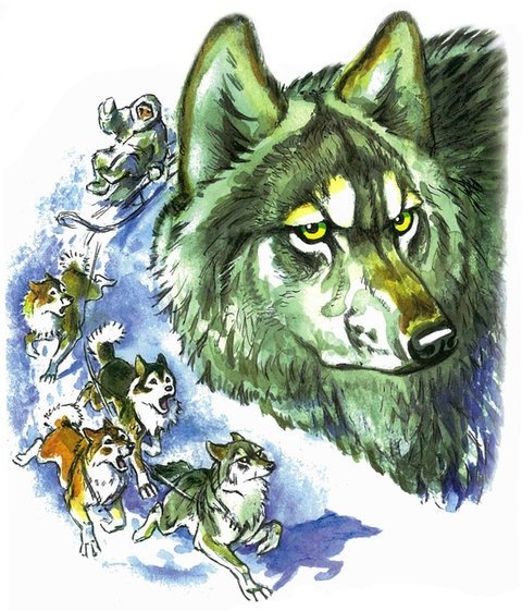 Джек Лондон белый клык рисунки