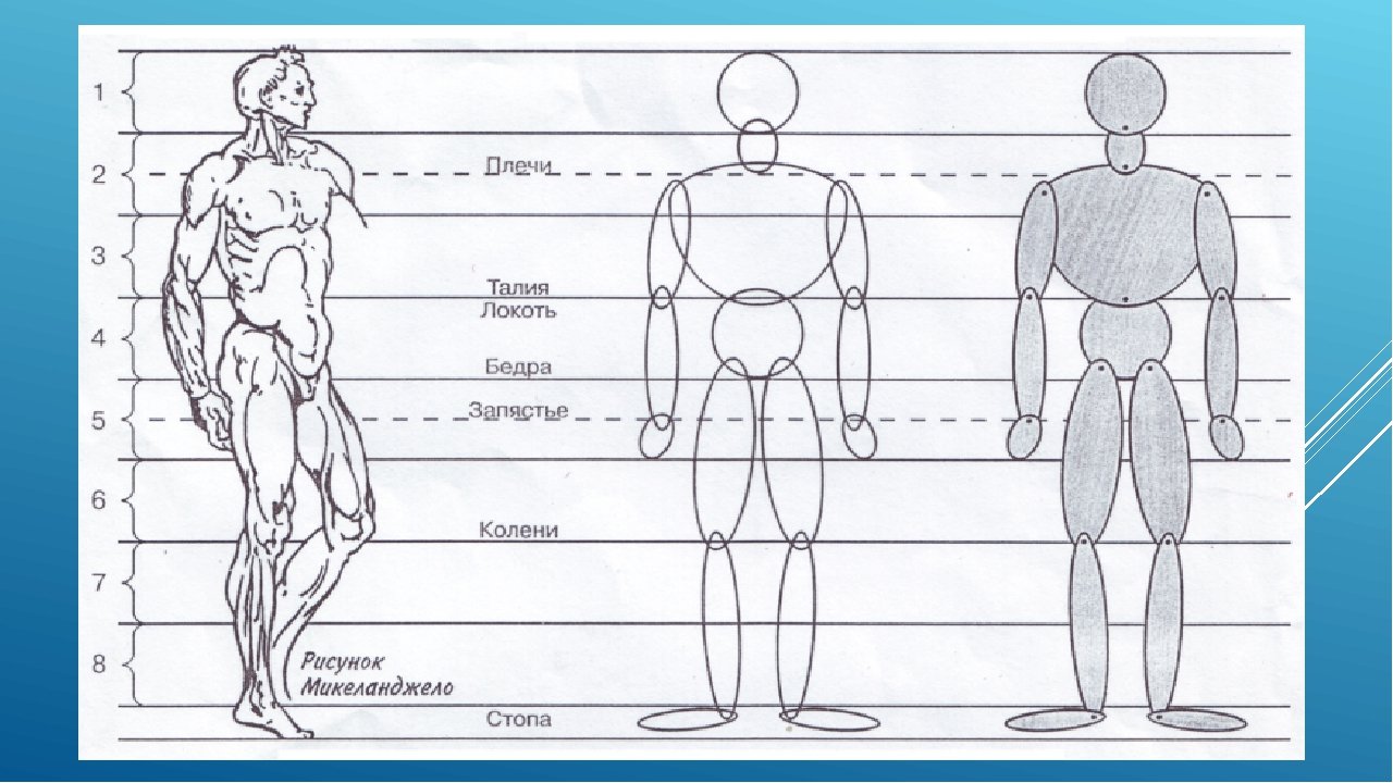 8 частей человека. Фигура человека. Человек рисунок. Пропорции фигуры человека. Пропорции человека для рисования.