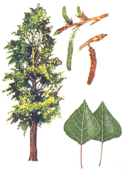 Тополь черный осенью