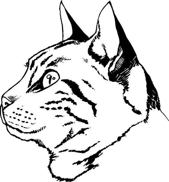 Голова кошки сбоку