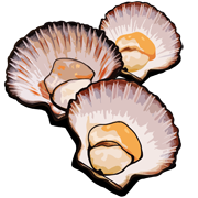 Морской гребешок рисунок