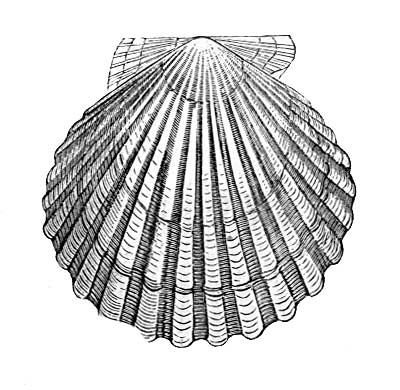 Раковина морского гребешка рисунок