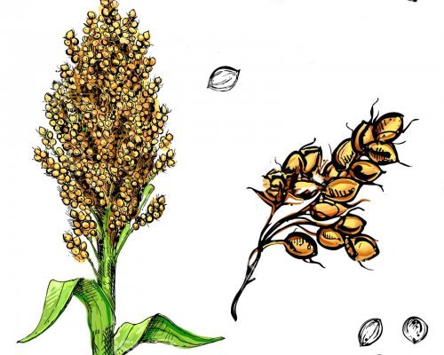 Просо Колос