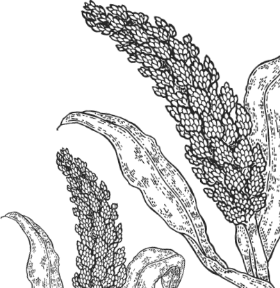 Рис растение рисунок для детей