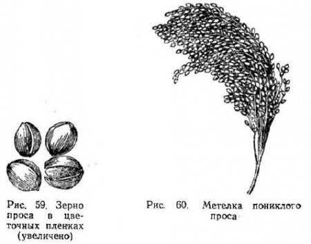 Пшено пшено зерновая культура