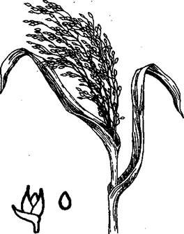 Рис растение на белом фоне