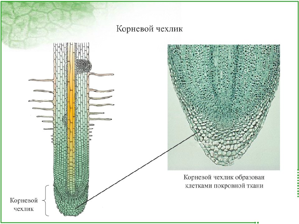 Клетки корня образуются из клеток. Клетки чехлика корня. Корневой чехлик ткань. Корневой чехлик какая ткань. Корневой чехлик под микроскопом рисунок.