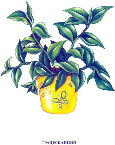 Традесканция рис.